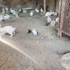 ارانب للبيع