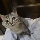 قط كيتن للتبني