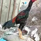 ديك باكستاني سندي