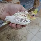 فرخ كروان لاتينو ( تم البيع )