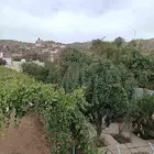 محصول مزرعة عنب طايفي بني سعد للبيع بالكامل