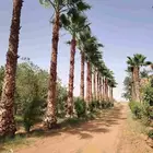 يوجد لدينا زيتون ونخل واشنطني