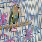 فرخ روز للتبني