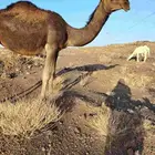 ذود بمعداتها شماليات وفيها باكستانيات