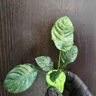 نبات أنوبياس حوض أسماك الزينة