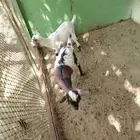 للبيع زوج معز القزم ارنب جبليه زيد طاوس