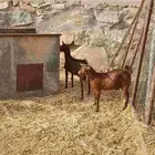 تيوس للبيع