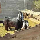 معزا عوارض عدد 2 مع فحل عارضي للبيع