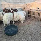 خرفان نعيم طيب