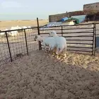 2 خرفان فل الفل حري على رفيدي طيبة