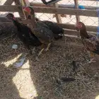 دجاج بكستاني سندي بيور العدد 6 بياض