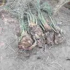 نخل عربي