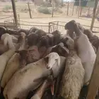 حلاق غنم مكينه جزاز صوف غنم مكينه خبره أكثر من عشر أعوام