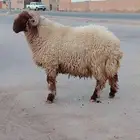 فحل نعيم فاخر جبار ولون وسناد وروس السن ثني يوجد فيديو واضح