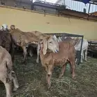 سواكني اعمارها من 3_4شهور تربيه شرط الصحه