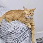 قطه انثى لعوبه نظيفه