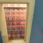 فقاسه 528 بيضة دجاج