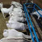 تيوس صوماليه متميزه