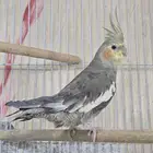 للبيع كروان يغني