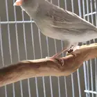 أنثى كناري ستانايت مستوى بطل(تم البيع)