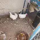 ديك ودجاجة قزمي