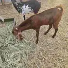 تيس مشروع فحل.