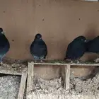 سكاي كتر الاوكراني