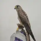 باشق او شبوط