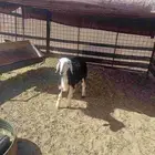 رخل نجديه للبيع