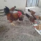 Large size French chicken