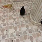 بيع وشراء محتاج