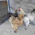 دجاج براهما