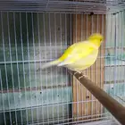 ذكر كناري الماني شرط تغريد( تم البيع )