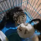 تبني قطط سكوتش