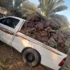 قلع وغرس وتوريد جميع انواع انخيل