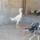 دجاج حجازي بشامو ياباني بشاير 6