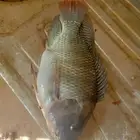 سمك بلطي للبيع