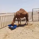 ملاقي ساحليه شرط حليب وهداوه وطبع جوال العطيف