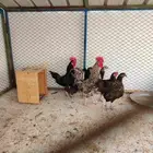 دجاج وديك