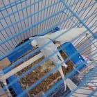 بادجي ازواج ((تم البيع))