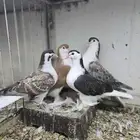 (تم البيع )شيرازي