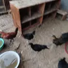 دجاج حساوي بشاير
