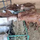 قعدان ونعيمى وسواكن وبربرى وتيوس