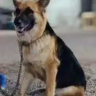كلبه جيرمن