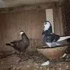 حمام مشكل باكستاني وزينه