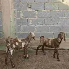 تيس وجفره كاموريه