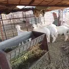 طليان للبيع