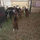 للبيع بهم سواكني