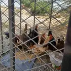 دجاج بلدي حضان