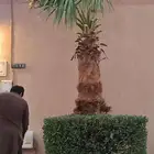 قص سعف النخيل